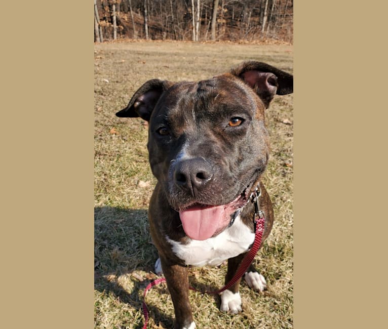 Holly Berry, an American Bully tested with EmbarkVet.com