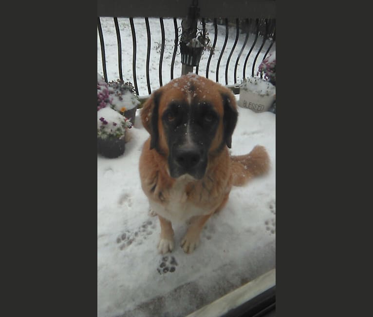 Photo of Linus, a Saint Bernard and Boxer mix in Gainesville, Virginia, USA