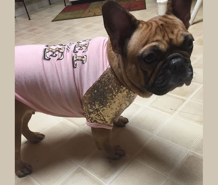 Embark Dog DNA Test - Breed