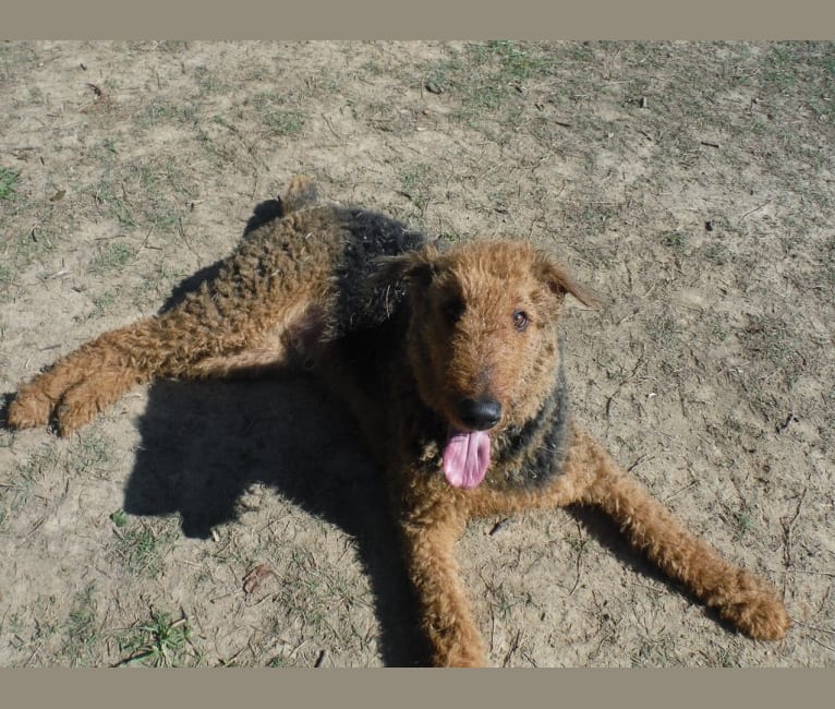 Sulley, an Airedale Terrier tested with EmbarkVet.com