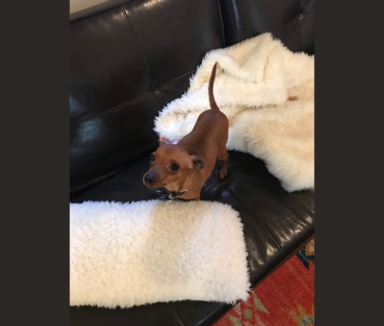 Photo of Ginger, a Miniature Pinscher  in Manorhaven, New York, USA