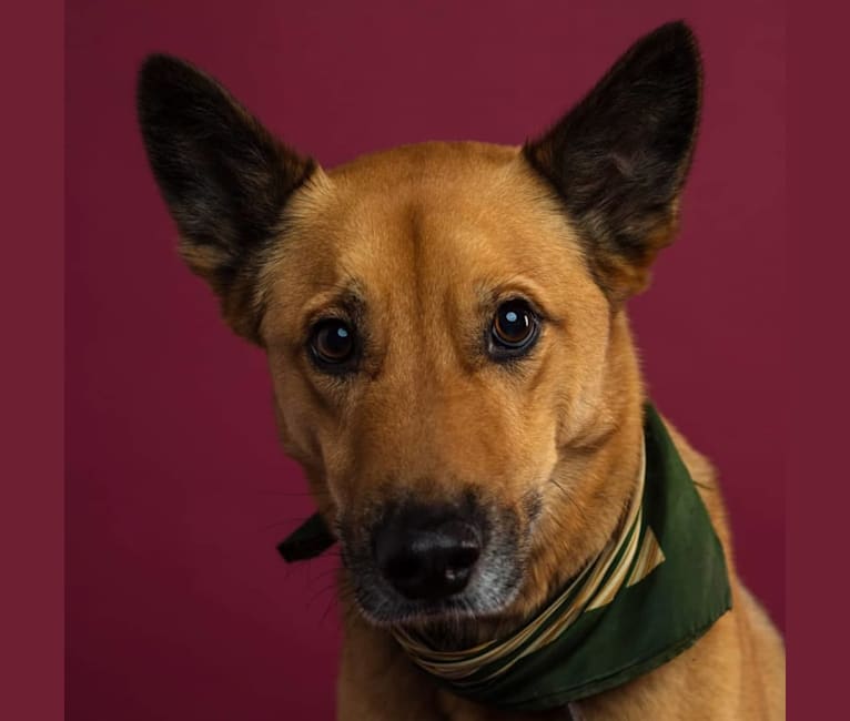 Huckleberry, a Chow Chow and German Shepherd Dog mix tested with EmbarkVet.com