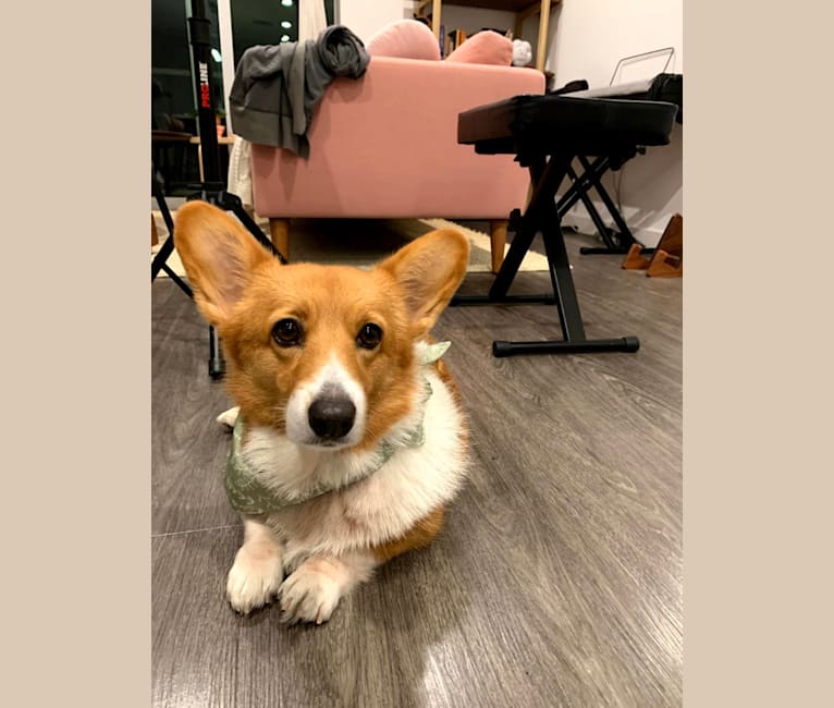 Waffle, a Pembroke Welsh Corgi tested with EmbarkVet.com