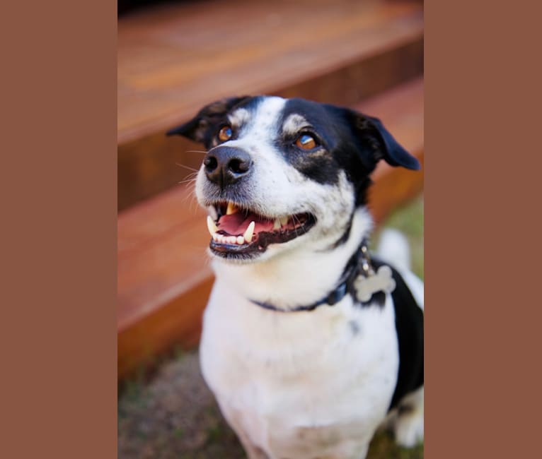 Slater, an Australian Cattle Dog and Russell-type Terrier mix tested with EmbarkVet.com