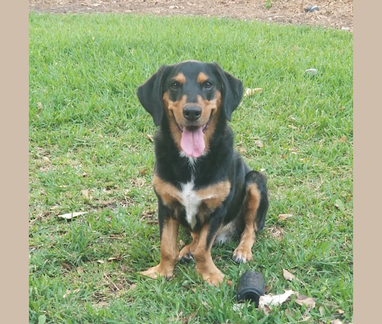 Rosco, a Basset Hound and Rottweiler mix tested with EmbarkVet.com