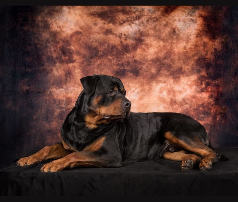 Burkhardt, a Rottweiler tested with EmbarkVet.com