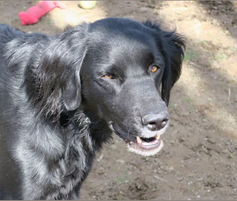 Ivy, a German Shorthaired Pointer and Treeing Walker Coonhound mix tested with EmbarkVet.com