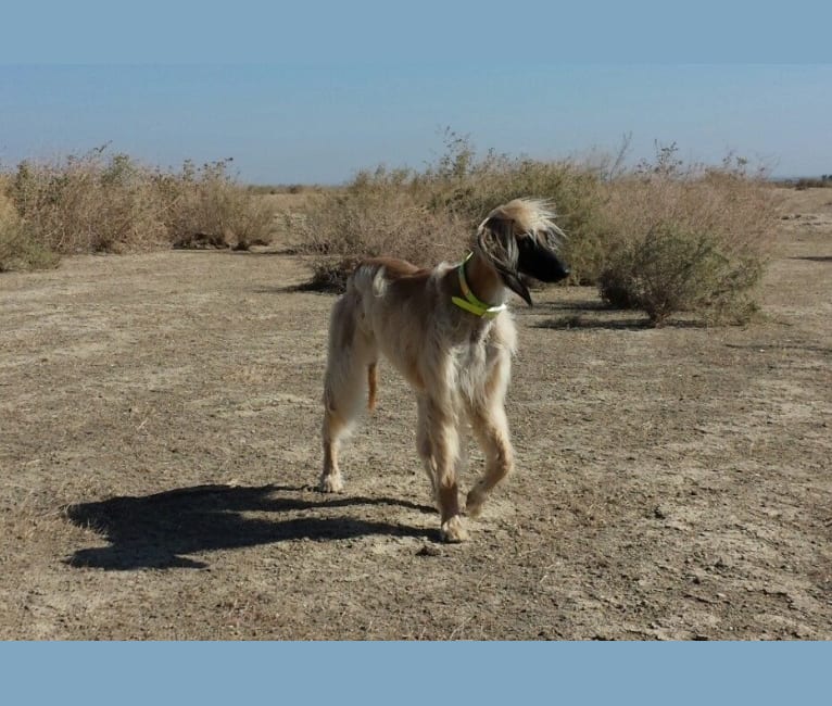 Photo of Habbi, an Afghan Hound  in Carmel Valley, California, USA