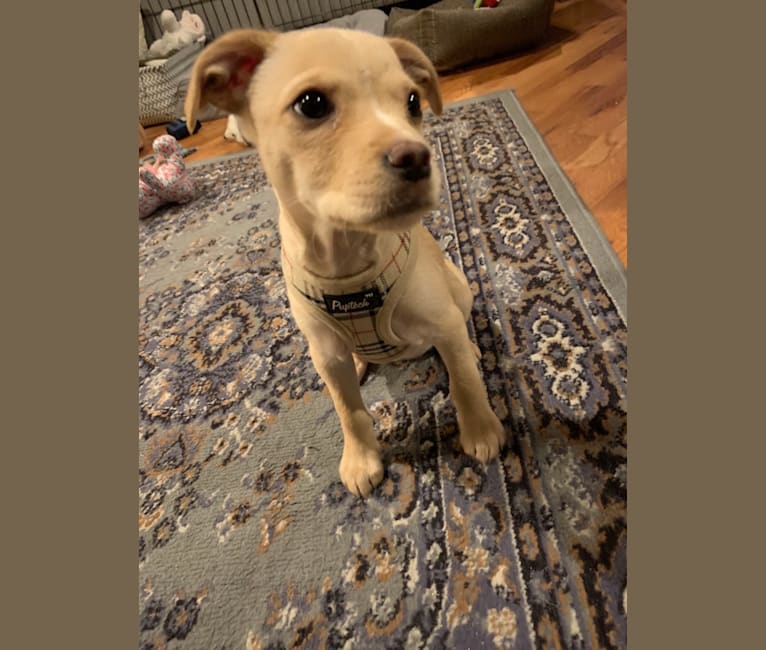 Embark Dog Dna Test Breed