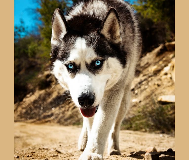 Kenzie, a Siberian Husky tested with EmbarkVet.com
