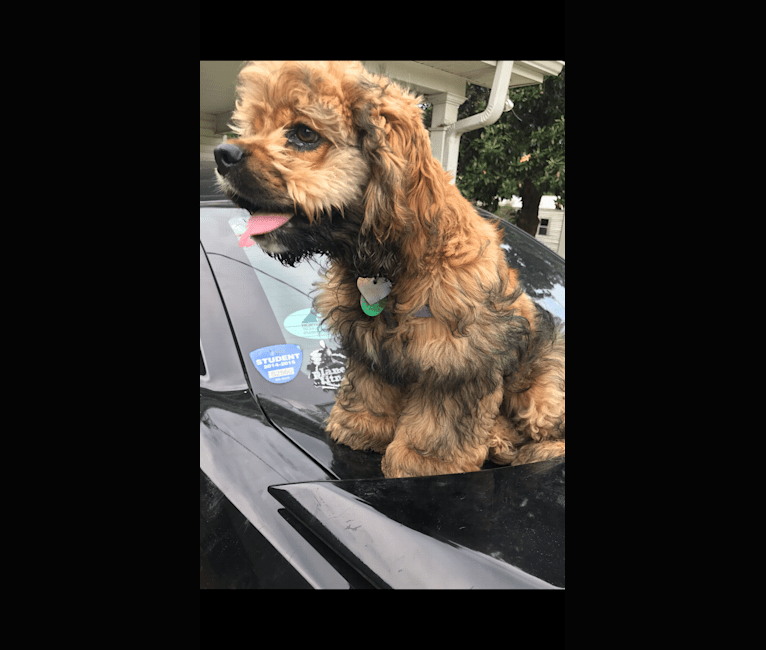Zoey, a Cocker Spaniel tested with EmbarkVet.com