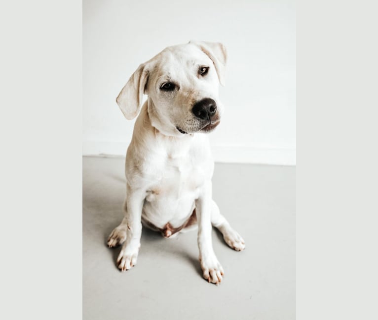 Kronk, a Great Pyrenees and American Pit Bull Terrier mix tested with EmbarkVet.com