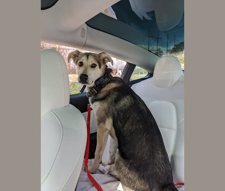 Finn, an Alaskan Malamute and Beagle mix tested with EmbarkVet.com