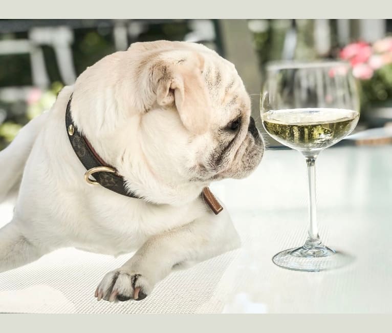 Po, a Pug tested with EmbarkVet.com