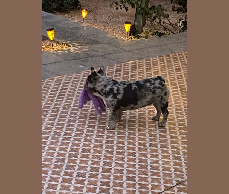 Photo of Claude, a French Bulldog  in Valencia, Spain