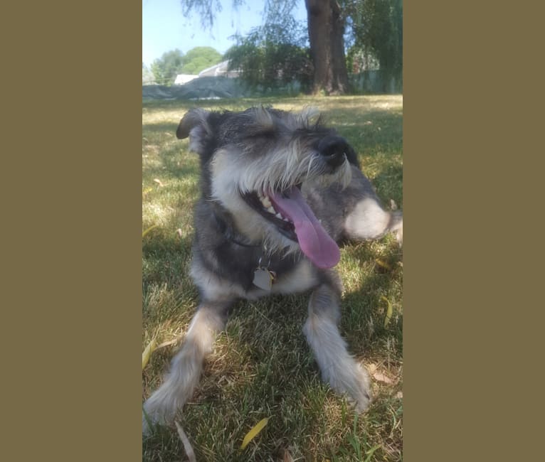 Embark Dog DNA Test Breed