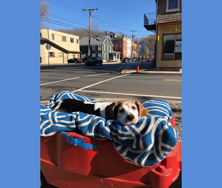 Photo of Junebug, a Beagle  in Lambertville, New Jersey, USA