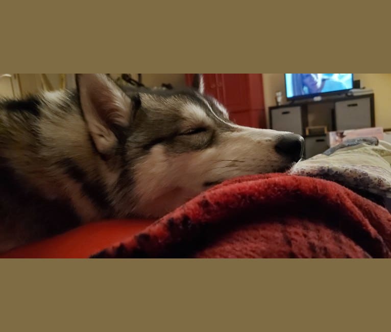 Kai, a Siberian Husky tested with EmbarkVet.com