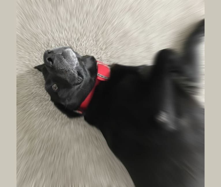 Riker, a Labrador Retriever and Chow Chow mix tested with EmbarkVet.com