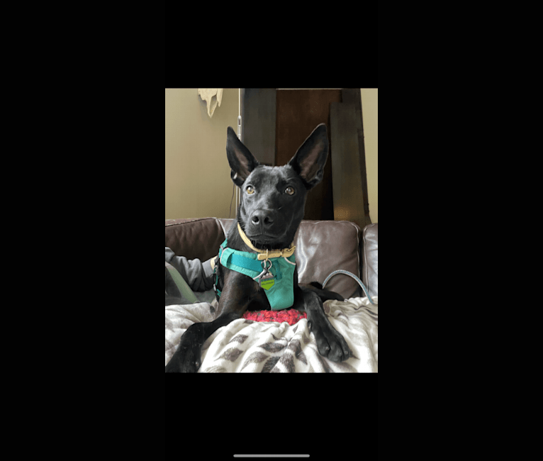 Willoughby, a Formosan Mountain Dog tested with EmbarkVet.com