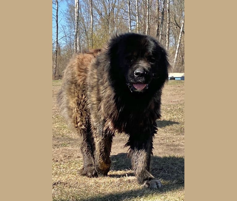 Photo of Maximus Maxwell Banks, a Caucasian Ovcharka  in Russia