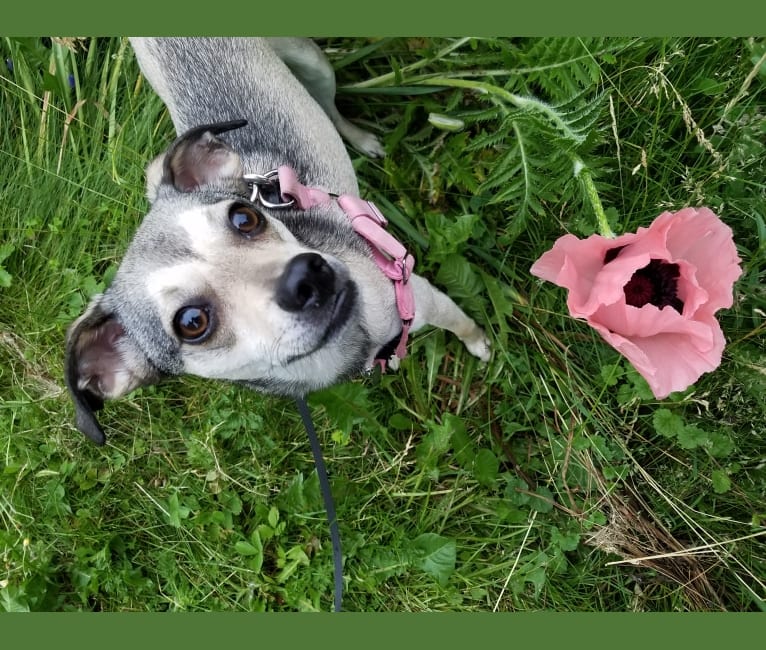 Zoey, a Chihuahua and American Eskimo Dog mix tested with EmbarkVet.com