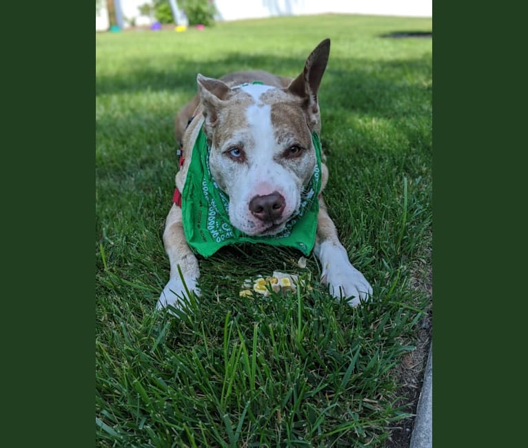 Louie, an American Pit Bull Terrier and American Staffordshire Terrier mix tested with EmbarkVet.com