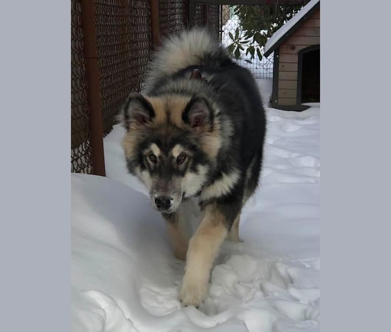 Appa, an Alaskan Malamute tested with EmbarkVet.com