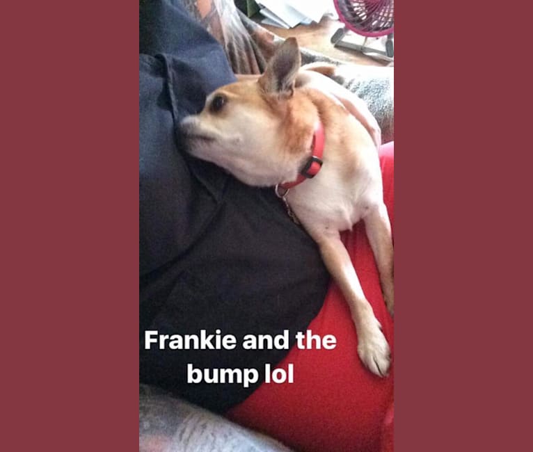 Frankie, a Chihuahua and Miniature Pinscher mix tested with EmbarkVet.com