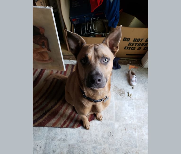 embark dog dna test breed