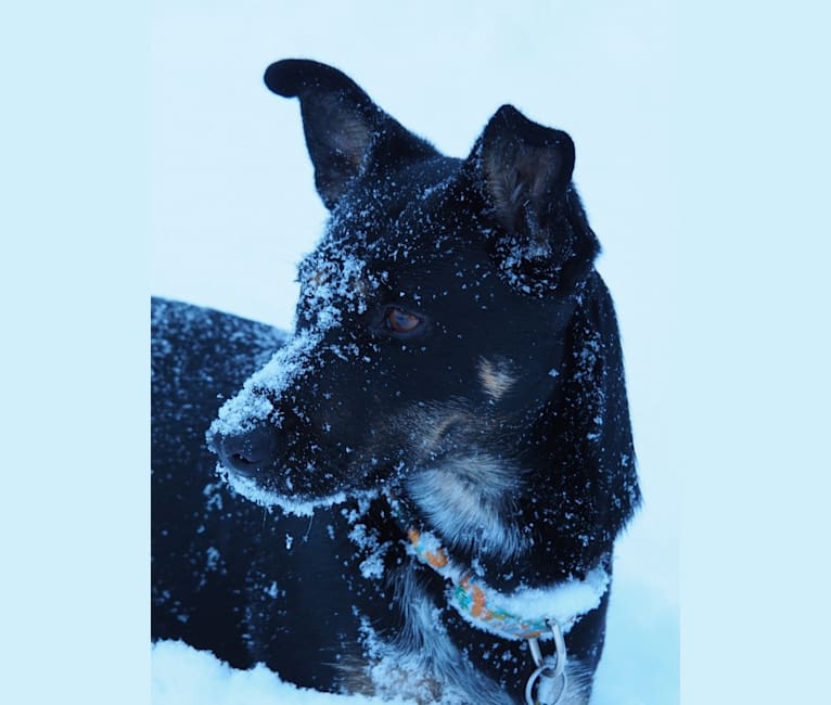 Noosa, an Australian Cattle Dog and German Shepherd Dog mix tested with EmbarkVet.com