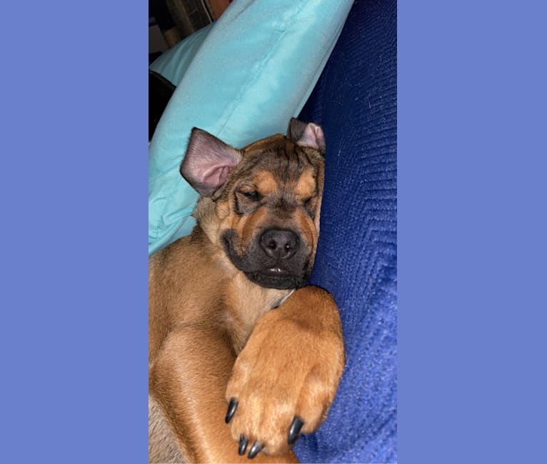 Lenny, a Rottweiler and American Pit Bull Terrier mix tested with EmbarkVet.com