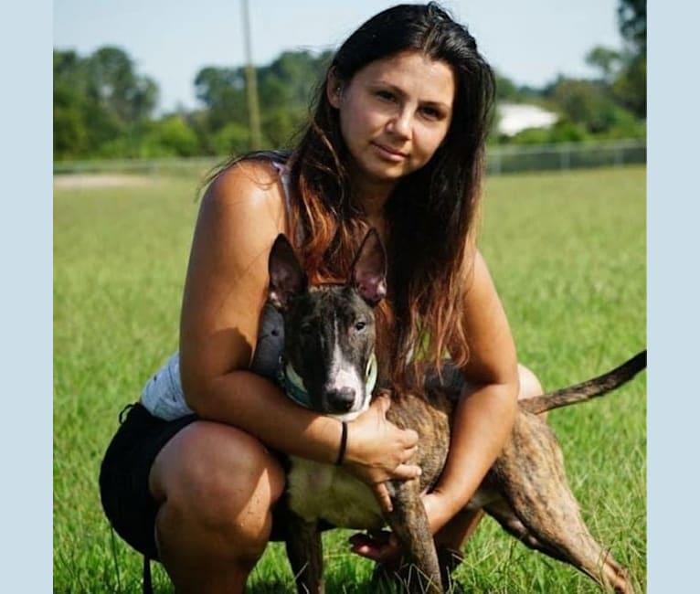 Serendipity, a Bull Terrier tested with EmbarkVet.com