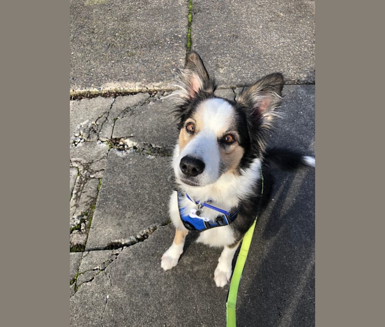 Kershaw, a Border Collie and Australian Cattle Dog mix tested with EmbarkVet.com