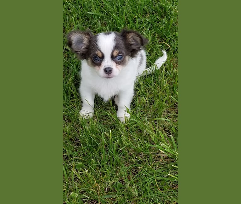 Photo of Gizzy, a Chihuahua  in Oklahoma, USA