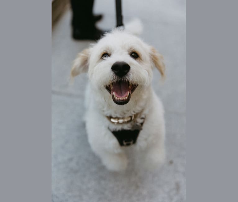 Milo, a Poodle (Small) and Cocker Spaniel mix tested with EmbarkVet.com