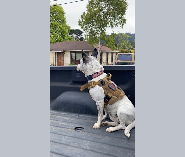 Photo of Buggie, an Australian Cattle Dog, American Pit Bull Terrier, and American Staffordshire Terrier mix in Stockton, California, USA