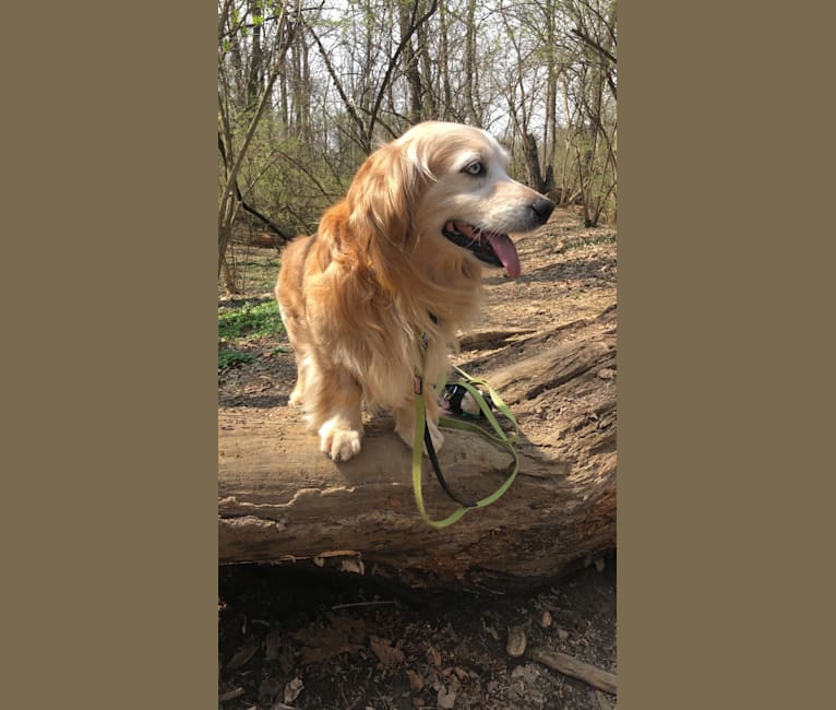 Embark Dog Dna Test Breed