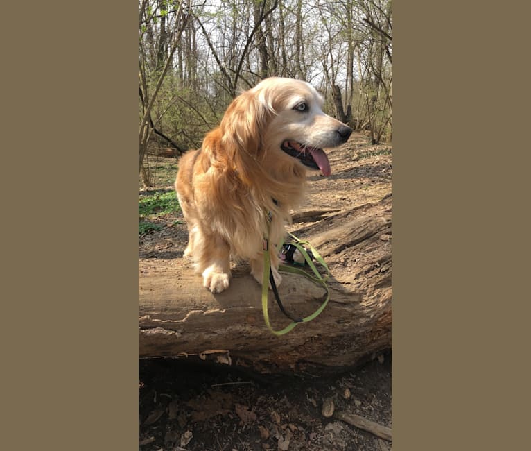 Jericho, a Golden Retriever and Shih Tzu mix tested with EmbarkVet.com