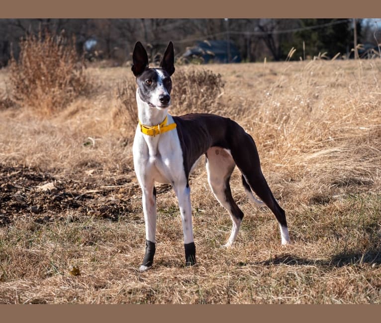 pitbull whippet