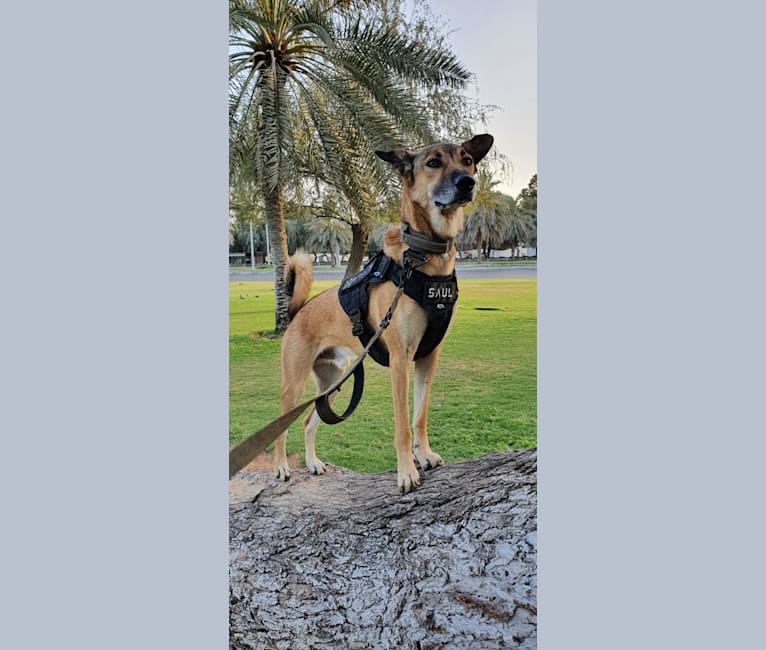 Saül, an Arabian Village Dog tested with EmbarkVet.com