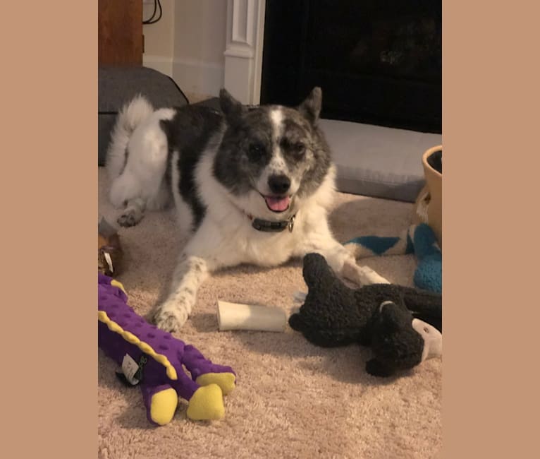 Boogie, an American Eskimo Dog and Australian Cattle Dog mix tested with EmbarkVet.com