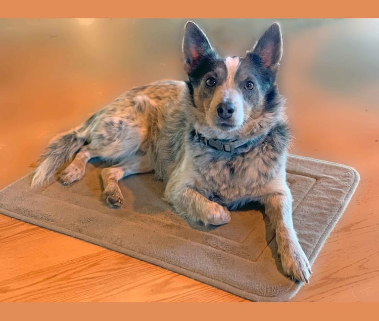 Embark Dog DNA Test Breed