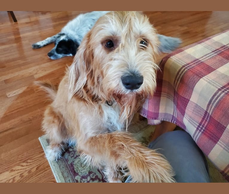 Willa, a Great Pyrenees and Redbone Coonhound mix tested with EmbarkVet.com