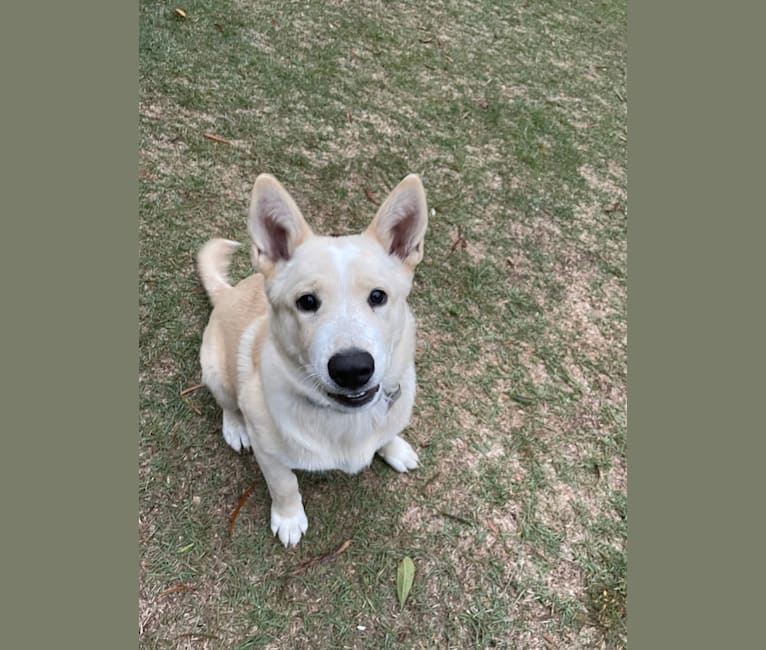 Bo, a German Shepherd Dog and Australian Cattle Dog mix tested with EmbarkVet.com