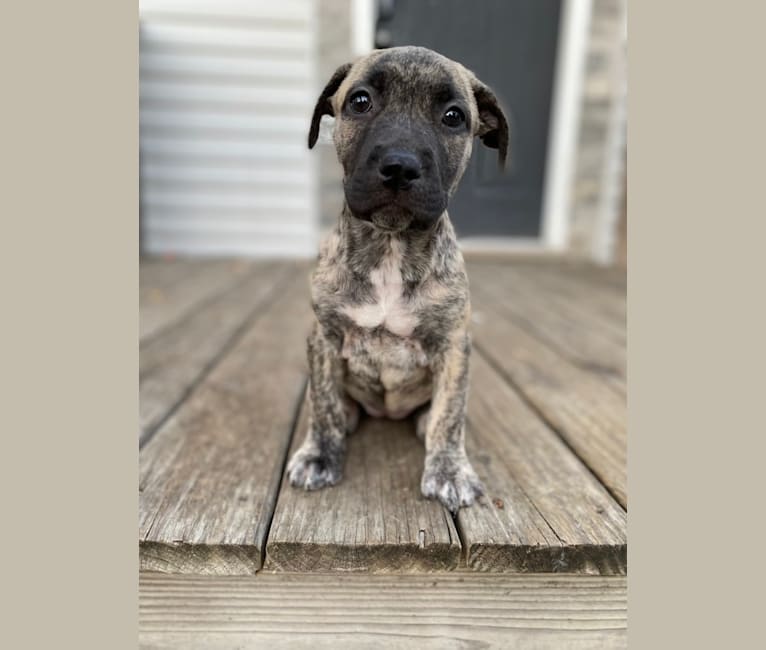 Bindi, an American Pit Bull Terrier tested with EmbarkVet.com