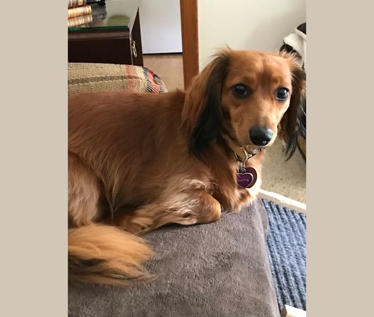 Hattie, a Dachshund (4.3% unresolved) tested with EmbarkVet.com