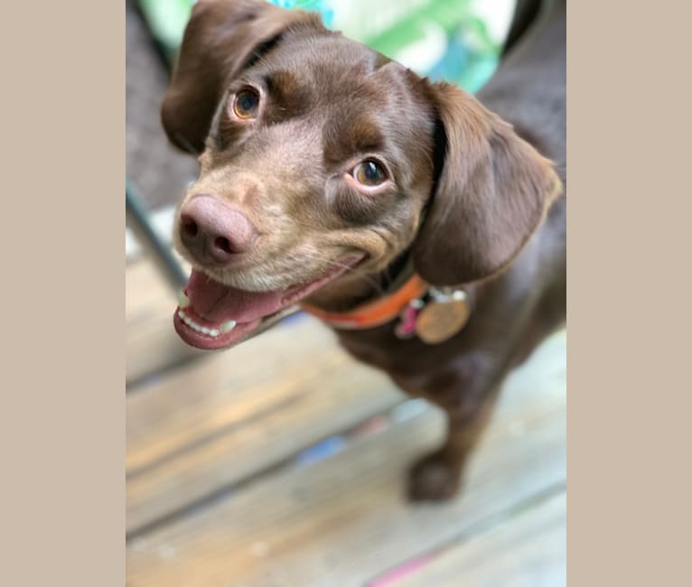 Molly, a Boykin Spaniel and American Foxhound mix tested with EmbarkVet.com