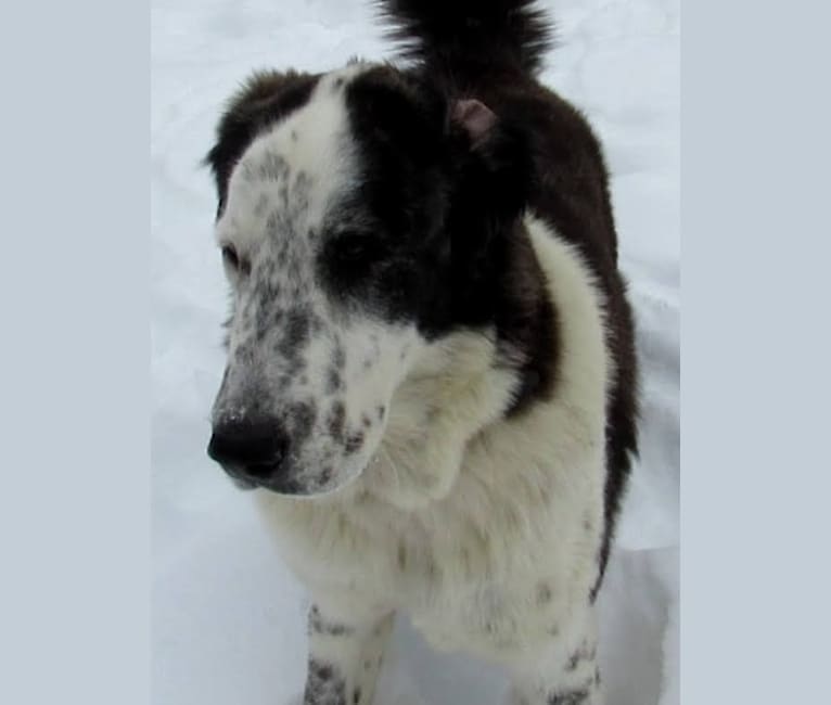 Lütfiye, a West Asian Village Dog tested with EmbarkVet.com