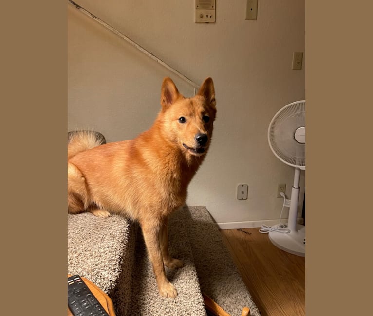 Clementine, a Finnish Spitz tested with EmbarkVet.com